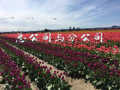 总公司与分公司