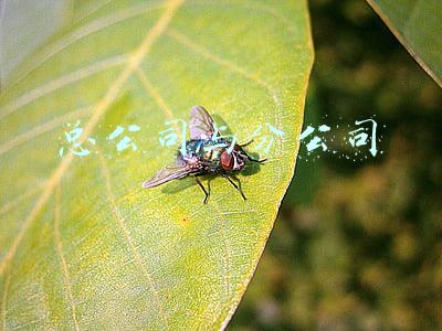 总公司与分公司