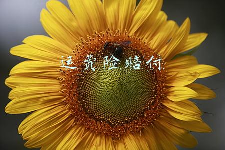 运费险赔付