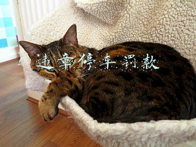违章停车罚款