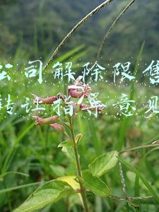 上市公司解除限售存量股份转让指导意见