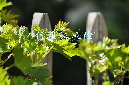 信用证风险