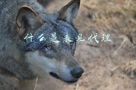 什么是表见代理