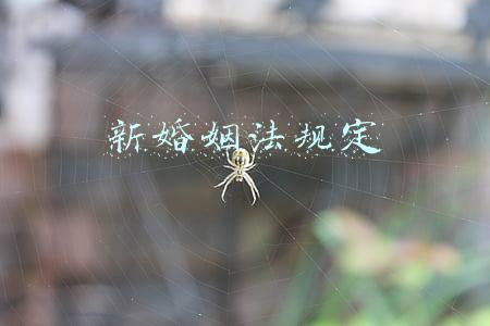新婚姻法规定