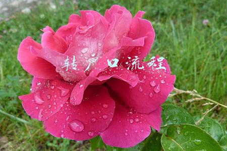 转户口流程