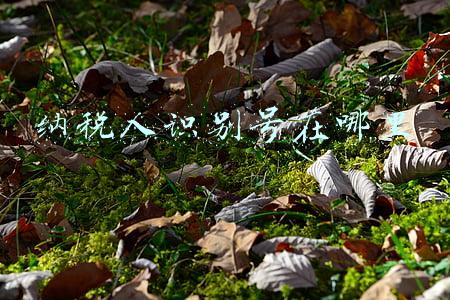 纳税人识别号在哪里