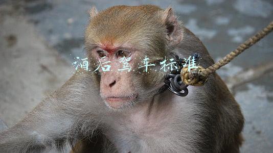 酒后驾车标准
