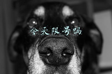 今天限号吗太原市(12月22日到31日太原市实行机动车单双号限行)