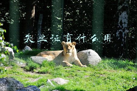 办就业失业证有什么用(主动辞职还能领补贴吗？失业补助金和失业保险金有区别)