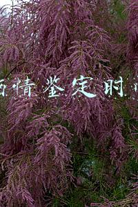 伤情鉴定时间
