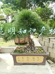昆明知识产权