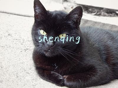 shenqing