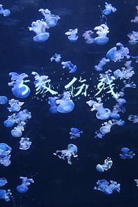 5级伤残