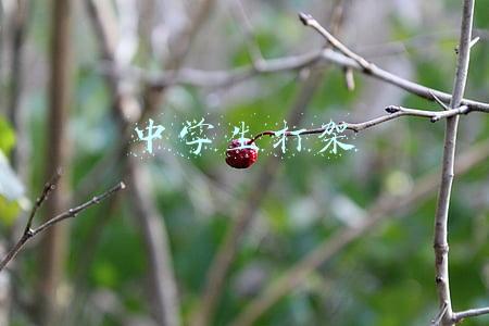 中学生打架