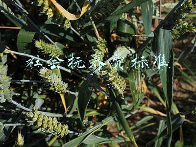 社会抚养费标准