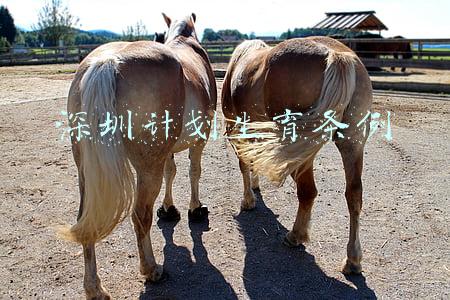 深圳计划生育条例
