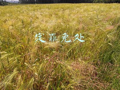 定罪免处