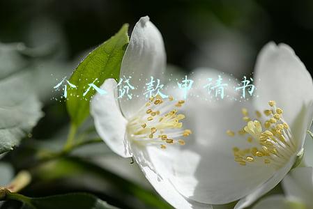 个人贷款申请书