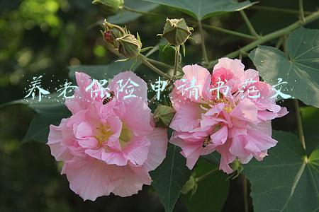 养老保险申请书范文