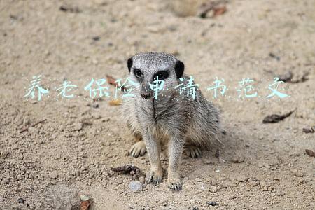 养老保险申请书范文