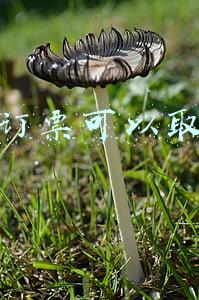 网上购票怎么取消订单(手把手教你如何网上购票)