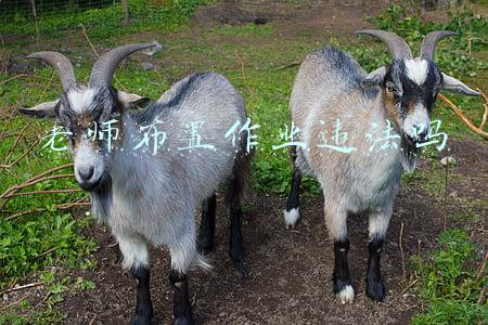 老师布置作业违法吗