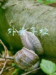 外资年检