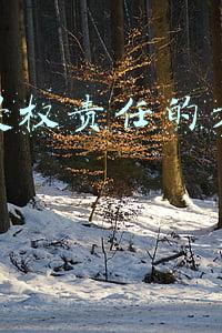 承担侵权责任的方式主要有