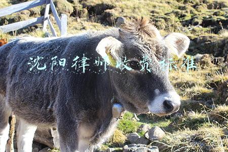 沈阳律师收费标准