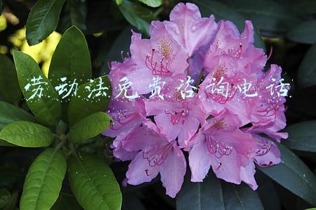 关于劳动法咨询哪个电话(疫情引发劳动纠纷？打12348！)