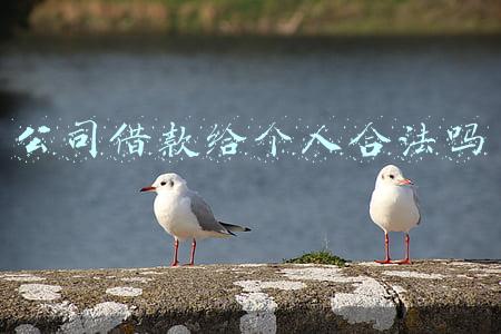公司借款给个人合法吗