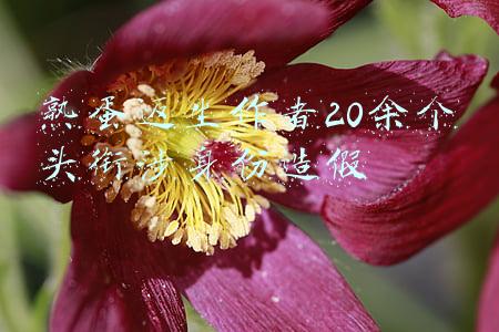 熟蛋返生作者道歉 试验不够严谨(“熟蛋返生孵小鸡”论文作者道歉：非常愧疚)