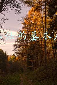 继承法的基本原则?(关于继承权的原则有哪些)