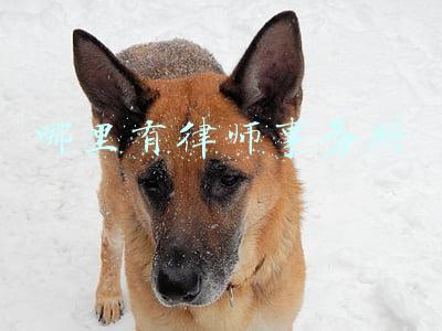 哪里有律师事务所