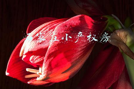 石家庄小产权房