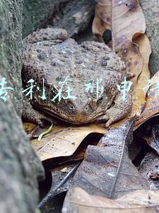 专利在那申请