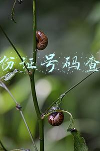 用身份证号码查姓名