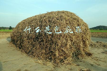 什么是包庇罪