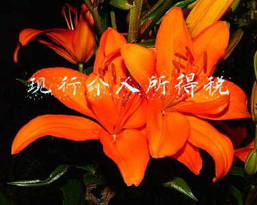现行个人所得税