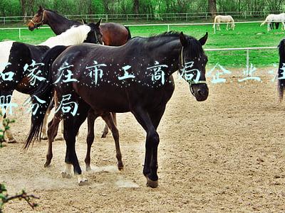 石家庄市工商局企业注册分局