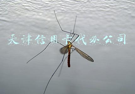 天津信用卡代办公司
