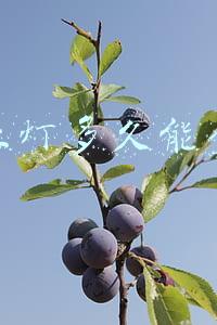 闯红灯多久能查到