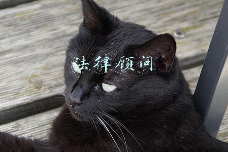 法律顾问