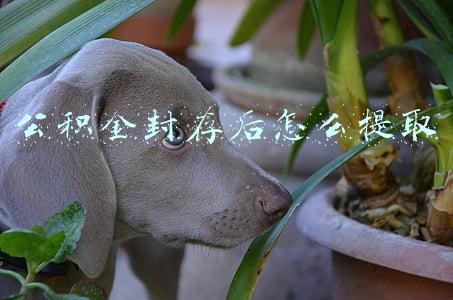 公积金封存后怎么提取