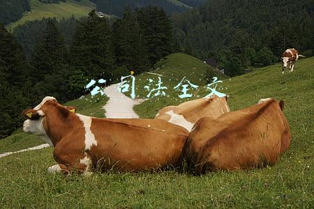 公司法全文