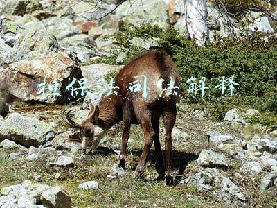 担保法司法解释
