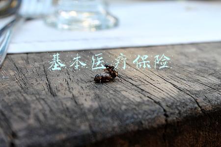 基本医疗保险