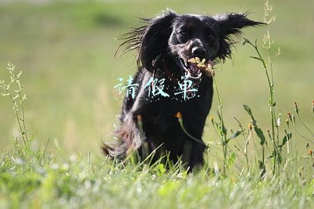 请假单有事情该怎么写(心灵感悟——请假单)
