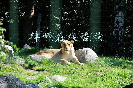 律师在线咨询