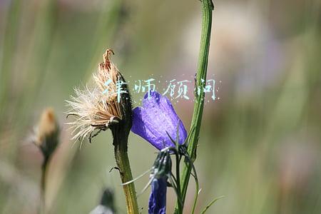 律师顾问
